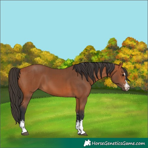 Horse Color:Bay  and Bay 