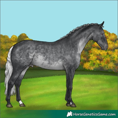 Horse Color:Silver Black Chinchilla Appaloosa 