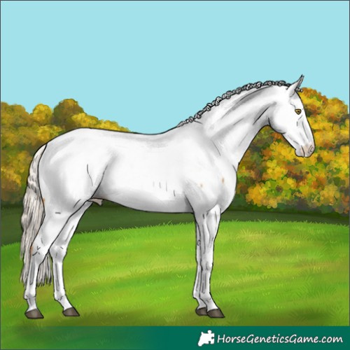 Horse Color:Palomino Appaloosa