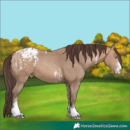 Horse Color:Amber Champagne Sabino Tobiano Blanket  and Amber Champagne Sabino Tobiano Blanket 