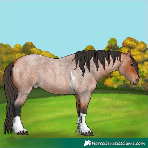 Horse Color:Bay Roan Tobiano