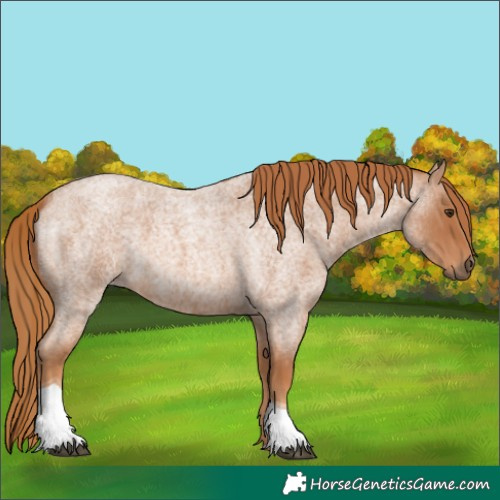 Horse Color:Red Roan Tobiano 