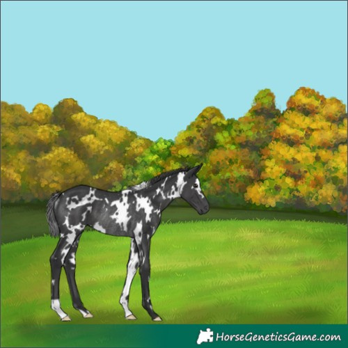 Horse Color:White Spotted Black Rabicano 