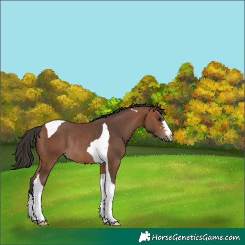 Horse Color:Bay Tobiano Rabicano 