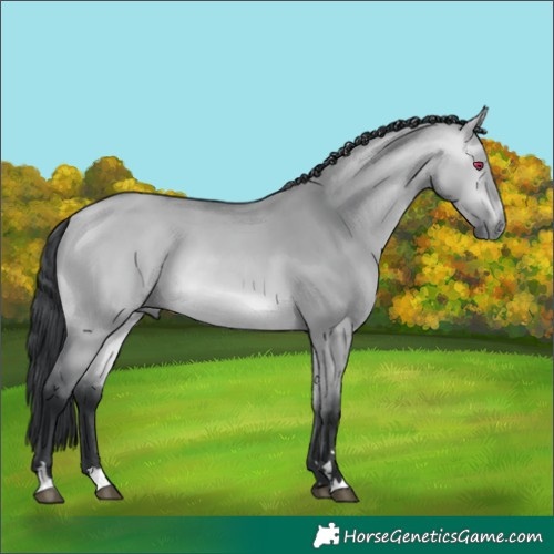 Horse Color:Bay Chinchilla Dun 