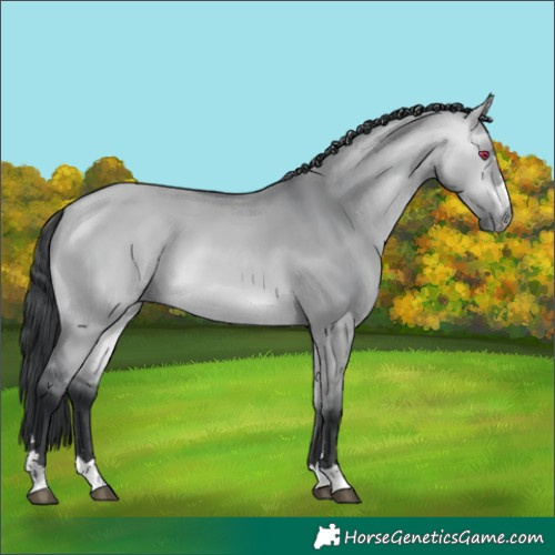 Horse Color:Bay Chinchilla Dun