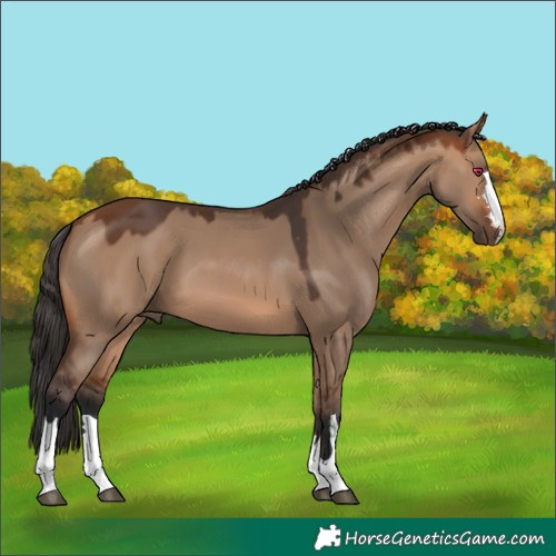 Horse Color:Bay Dun 