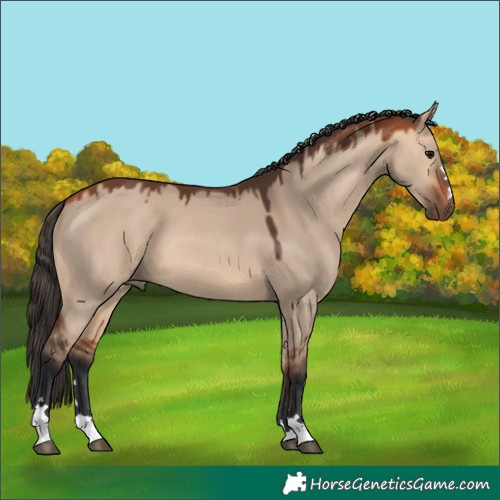 Horse Color:Bay Dun