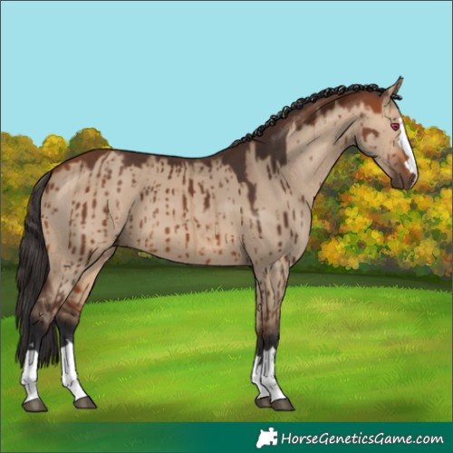 Horse Color:Bay Dun Brindle