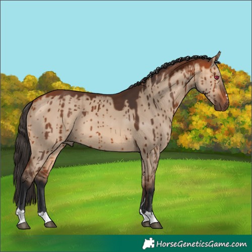 Horse Color:Bay Dun Brindle 