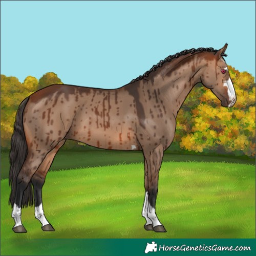 Horse Color:Bay Dun Brindle