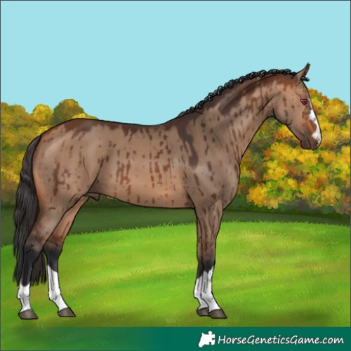 Horse Color:Bay Dun Brindle