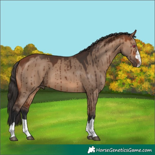 Horse Color:Bay Dun Brindle