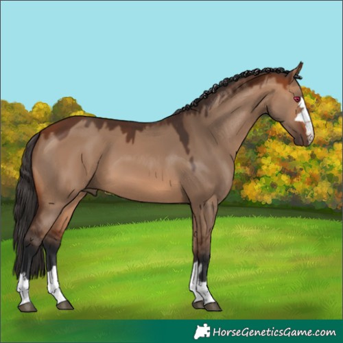 Horse Color:Bay Dun