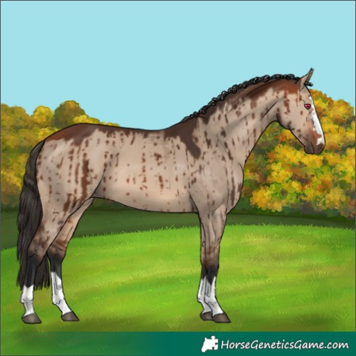 Horse Color:Bay Dun Brindle