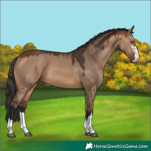 Horse Color:Bay Dun