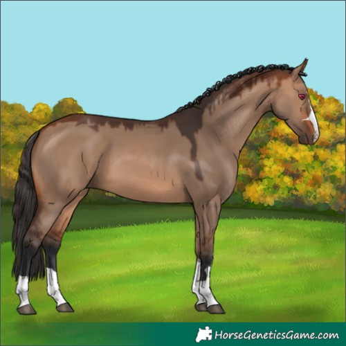 Horse Color:Bay Dun 