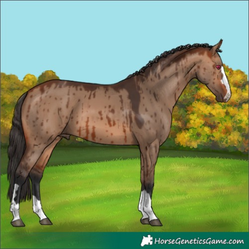 Horse Color:Bay Dun Brindle 