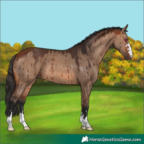 Horse Color:Bay Dun Brindle