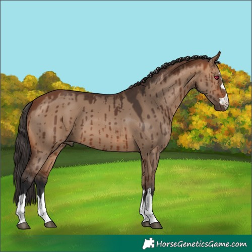 Horse Color:Bay Dun Brindle 