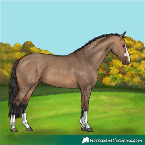 Horse Color:Bay Dun Brindle 
