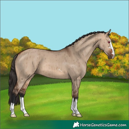 Horse Color:Bay Dun Brindle