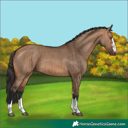 Horse Color:Bay Dun Brindle 