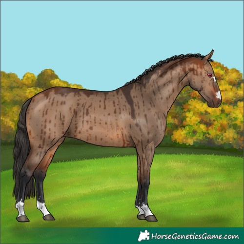 Horse Color:Bay Dun Brindle