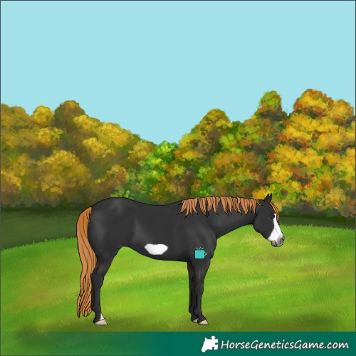 Horse Color:Gray Liver Chestnut Frame 