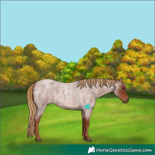 Horse Color:Red Roan 