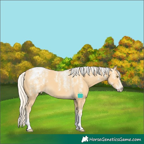 Horse Color:Powder White Palomino Appaloosa
