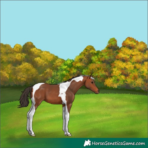 Horse Color:Bay Tobiano