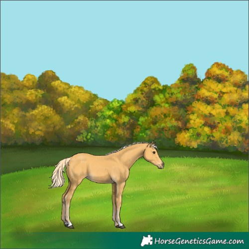 Horse Color:Palomino