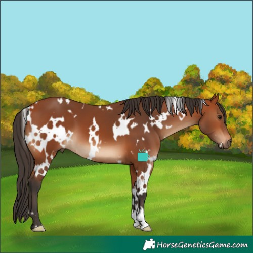 Horse Color:White Spotted Bay 