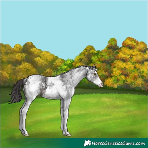Horse Color:White Spotted Smoky Black