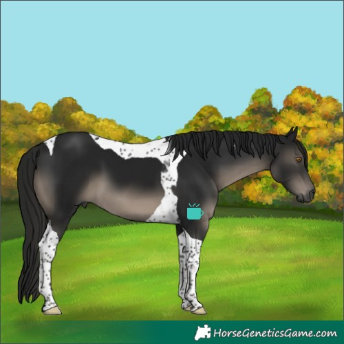 Horse Color:Gray Smoky Black Tobiano 