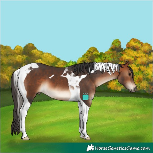 Horse Color:Bay Tobiano 