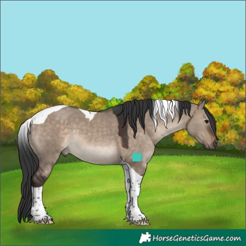 Horse Color:Brown Dun Tobiano