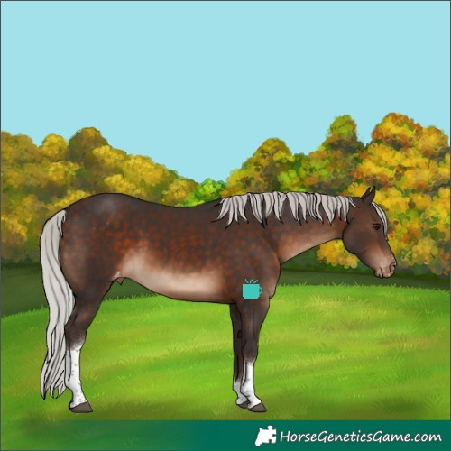 Horse Color:Silver Brown Tobiano Appaloosa 