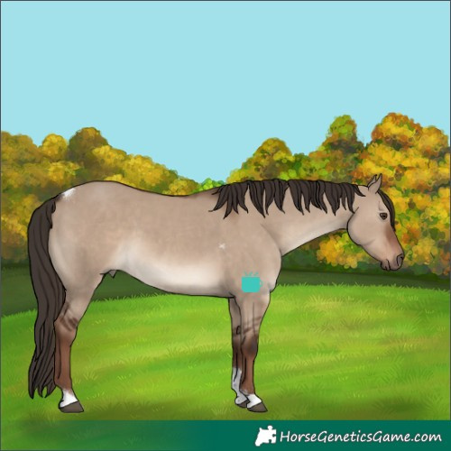 Horse Color:Liver Red Dun Tobiano Rabicano
