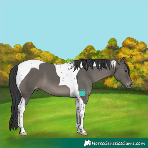 Horse Color:Grullo Tobiano Varnish