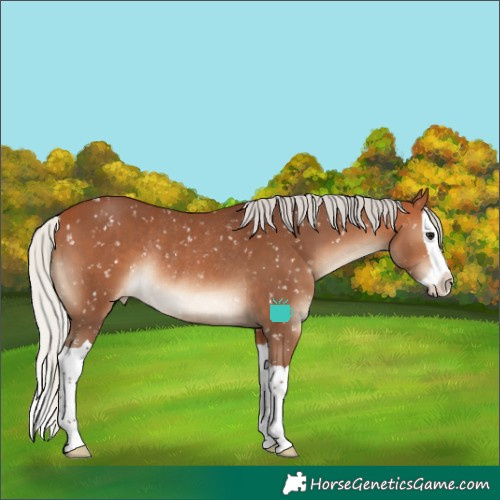 Horse Color:Silver Bay Splash Snowflake Varnish Rabicano 