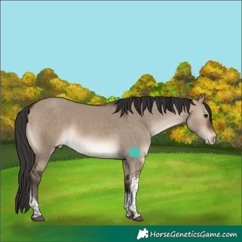 Horse Color:Brown Dun Sabino Tobiano Varnish Rabicano 
