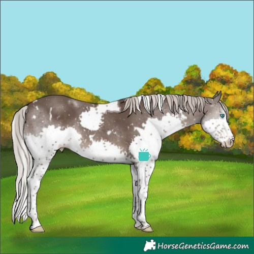 Horse Color:White Spotted Silver Black Splash Tobiano Appaloosa 