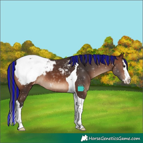 Horse Color:Painted Brown Splash Tobiano Appaloosa