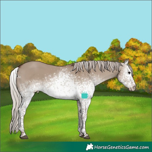 Horse Color:White Spotted Silver Grullo Tobiano Appaloosa 