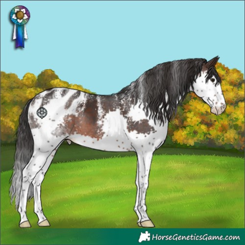 Horse Color:Powder White Brown Splash Appaloosa 