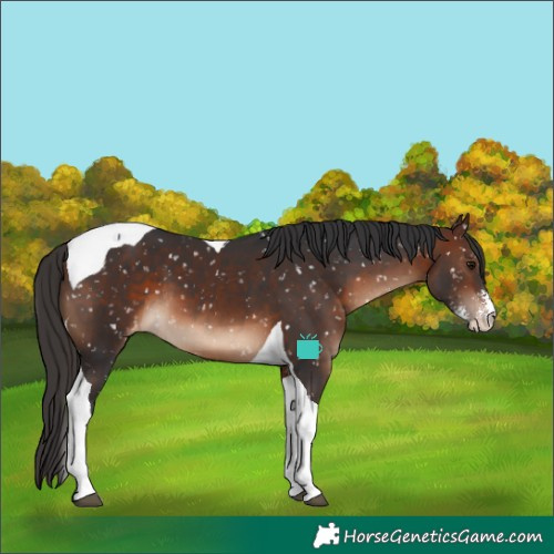 Horse Color:Brown Sabino Tobiano Snowflake Varnish