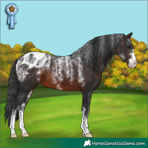 Horse Color:Powder White Brown Appaloosa 