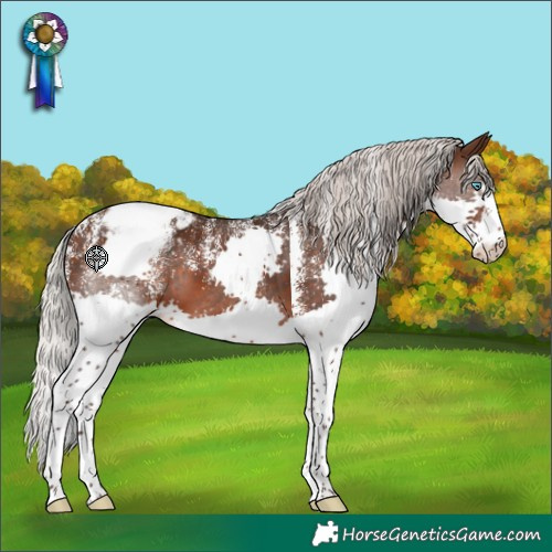 Horse Color:Powder White Silver Brown Splash Appaloosa